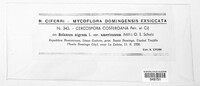 Image of Mycovellosiella costeroana